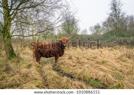 Highland cow between the yellowed grasses in a Dutch nature reserve looks at the photographer on a cloudy day in the winter season.