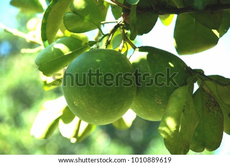 View of Balinese tropical oranges