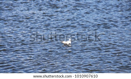 Seagull on a calm sea