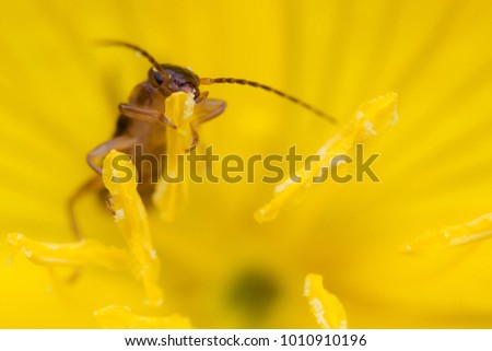 A common earwig (Forficula auricularia) feeding in a flower of a yellow plant