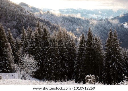 Beautiful sunrise in snow winter mountains, spruce and fir tree