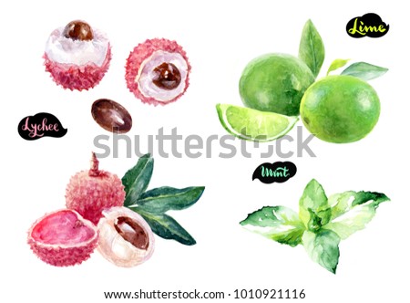 Lychee, lime, mint watercolor hand draw illustration isolated on white background.