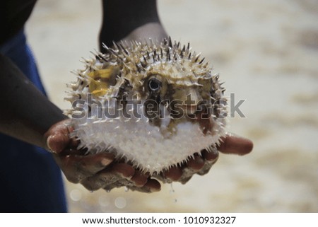 Pufferfish out of the water