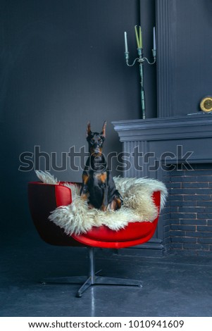 beautiful young black doberman dog on a red leather chair near the fireplace/ 2018 with the year dog symbol