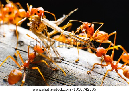 
Red Ants are attack spider