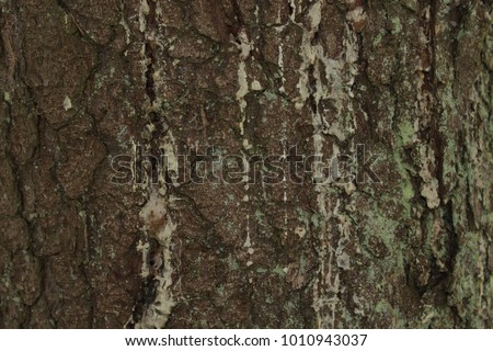 natural structure of the spruce bark. natural background of spruce bark
photo of the fir bark.