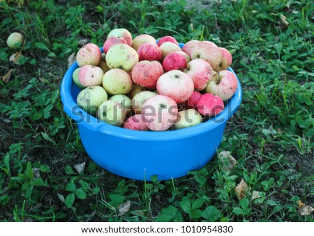 Red ripe sweet apples in a blue cup in summer garden.