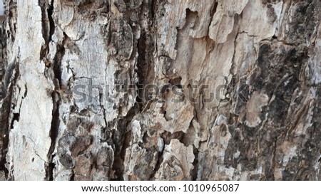 Bark tree and termite nest