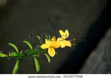 Barleria prionitis Small shrub Leaves with long thorny spines, single leaves in pairs opposite the leaves. Single flower at the end of the branch. The petals are dark yellow. Royalty-Free Stock Photo #1010977048