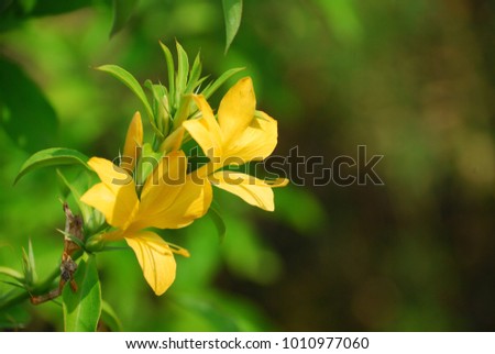 Barleria prionitis Small shrub Leaves with long thorny spines, single leaves in pairs opposite the leaves. Single flower at the end of the branch. The petals are dark yellow. Royalty-Free Stock Photo #1010977060