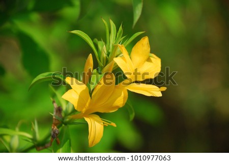 Barleria prionitis Small shrub Leaves with long thorny spines, single leaves in pairs opposite the leaves. Single flower at the end of the branch. The petals are dark yellow. Royalty-Free Stock Photo #1010977063
