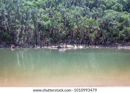 Tropical forest and river at low tide image. Sun dappled palmtrees at river edge.