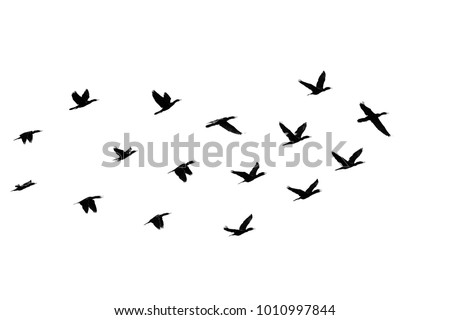 Flock of Cormorant in flight, black silhouette high-contrast on white background.