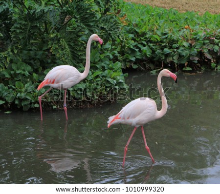 Flamingo family portraits