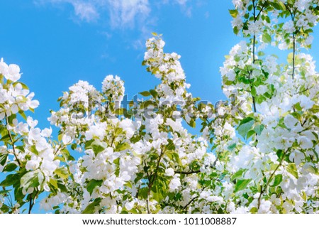 Spring flowering apple tree branches in a blue sky