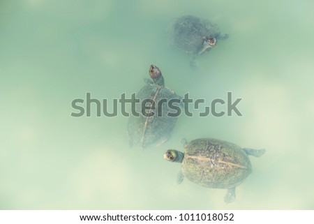 Three turtles looking out of light green water at Kek Lok Si temple in Penang, Malaysia