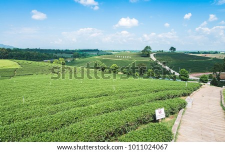 View from restaurant , "Choui fong" tea plantation at chiang rai , thailand Royalty-Free Stock Photo #1011024067