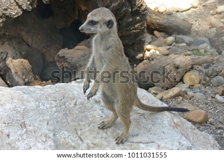 Meerkat standing in rocky surrounding