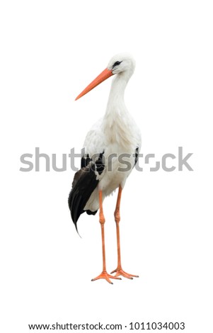 stork on a white background Royalty-Free Stock Photo #1011034003