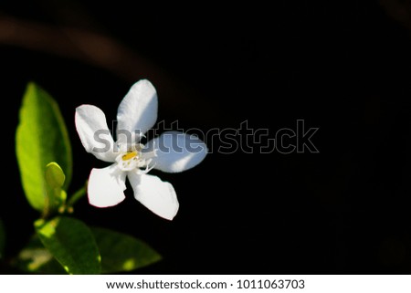 Whit flower in my garden at Rayong Thailand