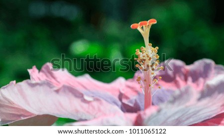 Hibiscus flower bloomimg in the garden  , Fancy Tropical Hibiscus (Hibiscus rosa-sinensis 'Dienie Gommer')