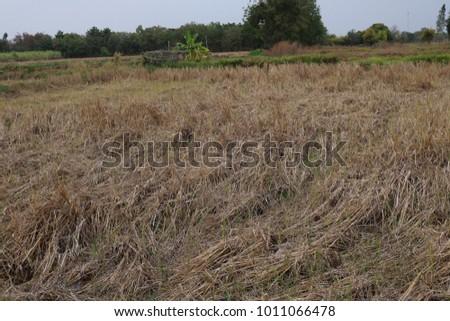A Rice straw