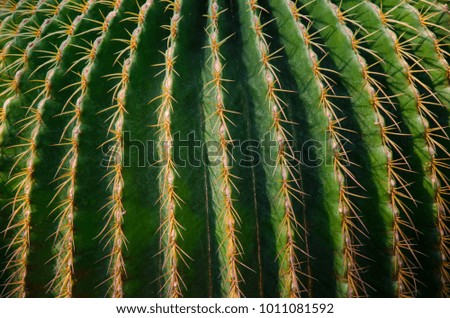 Surface of cactus have thorn for reduce dehydration so it is drought tolerant plant.Picture for background and texture.