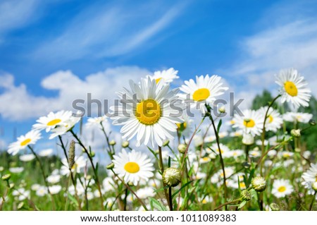 Summer bright landscape with beautiful wild flowers camomiles