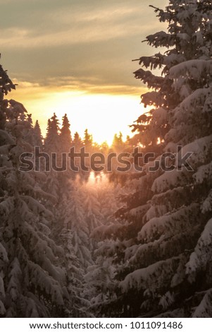 beautiful winter landscape with pine forest