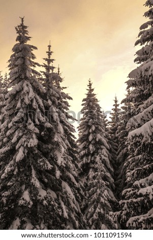 beautiful winter landscape with pine forest