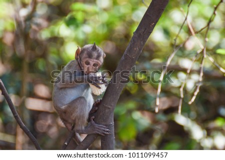 Monkey sitting on a tree at 
Khao Hin Snake,
Ratchaburi, Thailand.