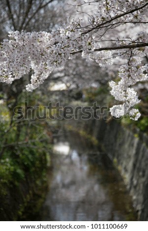 Cherry Blossoms
spring
sakura
kyoto