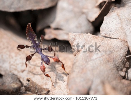 Grasshopper leaves in summer brown.