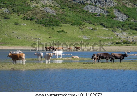 Peña Trevinca (Zamora), Spain, June 2017: Cows in Tera River Valley and Peña Trevinca. GR 84. Mountain Sanabria, Zamora.