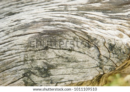 Beautiful pattern of timber