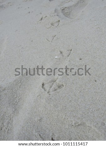 Seagull footprints in beach sand