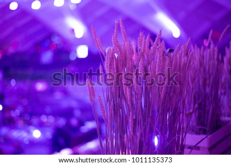 Wheat ears in the light of ultraviolet on the market, Wheat ears in the light of ultraviolet in the club for decoration, decoration of the room with wheat ears in the light of the ultraviolet lamp