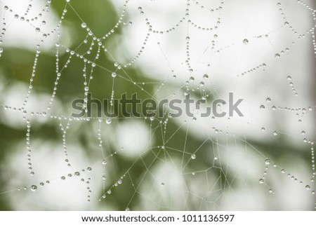 Spider web with water dew, cobweb, selective focus
