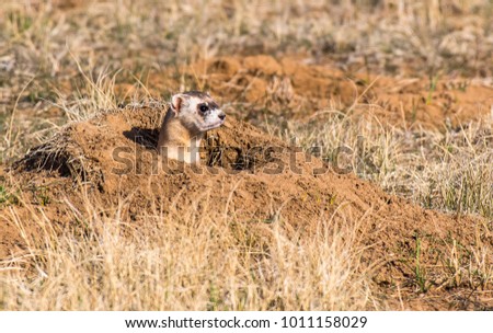 Black-footed Ferret on the Prairie Royalty-Free Stock Photo #1011158029