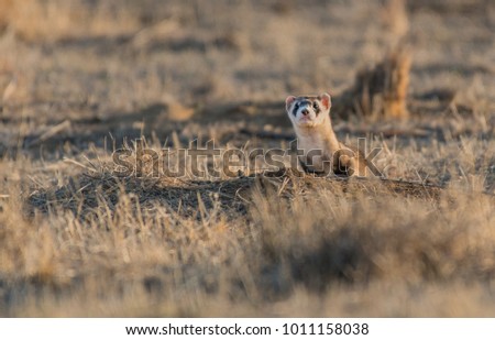 Black-footed Ferret on the Prairie Royalty-Free Stock Photo #1011158038