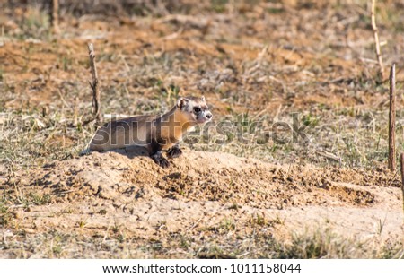 Black-footed Ferret on the Prairie Royalty-Free Stock Photo #1011158044