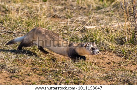 Black-footed Ferret on the Prairie Royalty-Free Stock Photo #1011158047