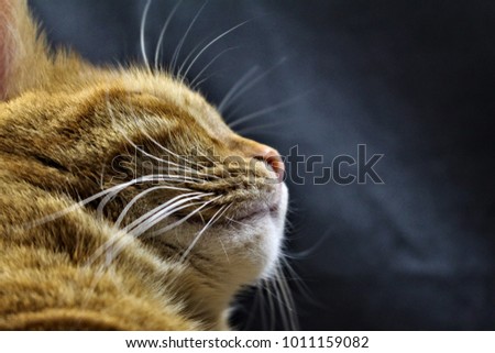 Close up of ginger tabby cat 