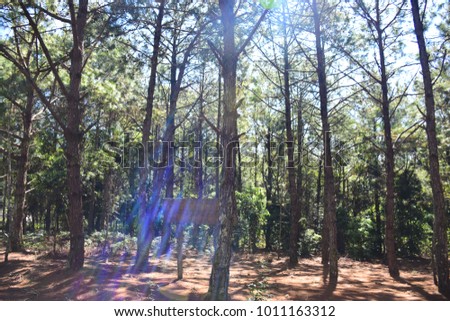 sun light in the winter forest at Thailand