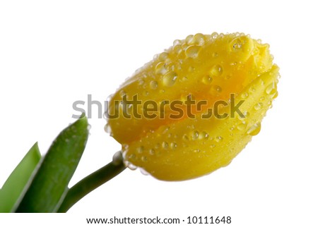 Yellow tulip with water drops on pure white background.