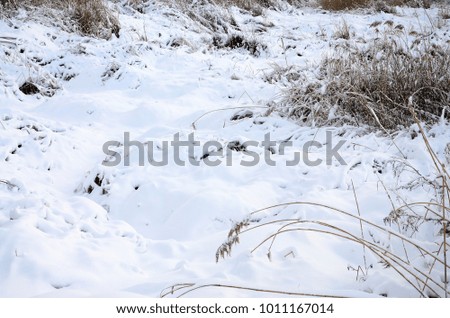 Snow-covered wild swamp with a lot of yellow reeds, covered with a layer of snow. Winter landscape in marshland