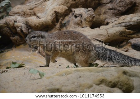 Ground squirrel standing on sand