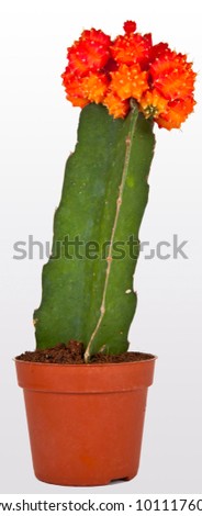 Baby Cactus Pictures