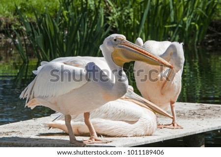 Three pink pelicans also called Pelecanus onocrotalus sun themselves on a deck at the pond