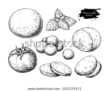 Mozzarella cheese vector drawing. Hand drawn round piece, baby mozzarella, basil and tomato. Italian organic food sketch. Caprese salad ingredients. Farm market product for label, poster, icon. Royalty-Free Stock Photo #1011219511